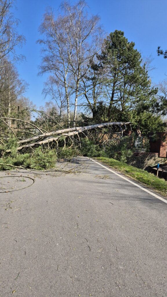 Einsatzfoto: Baum reißt Telefonleitung mit
