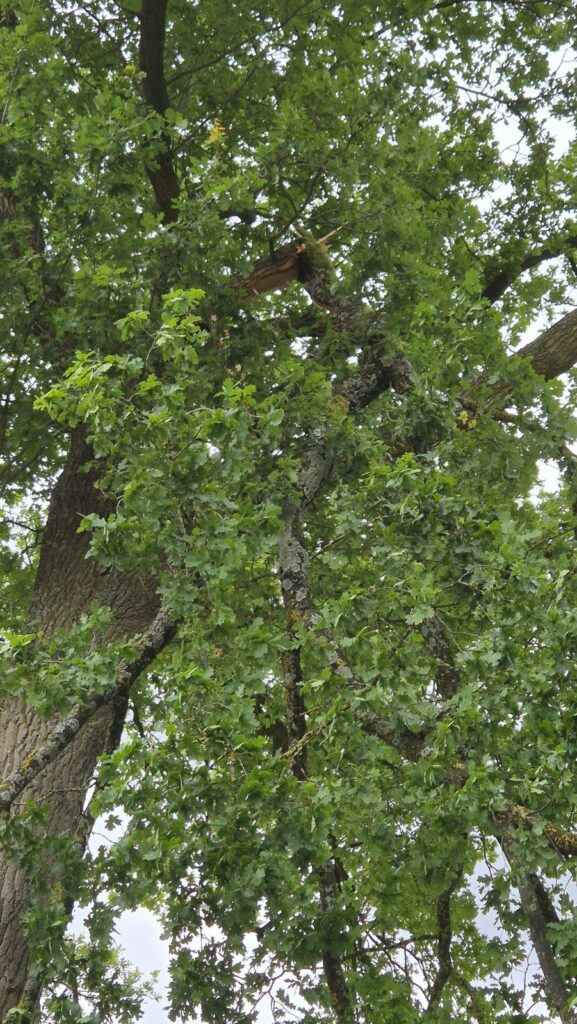 Einsatzfoto: Ast droht auf Nordenholzer Straße zu fallen