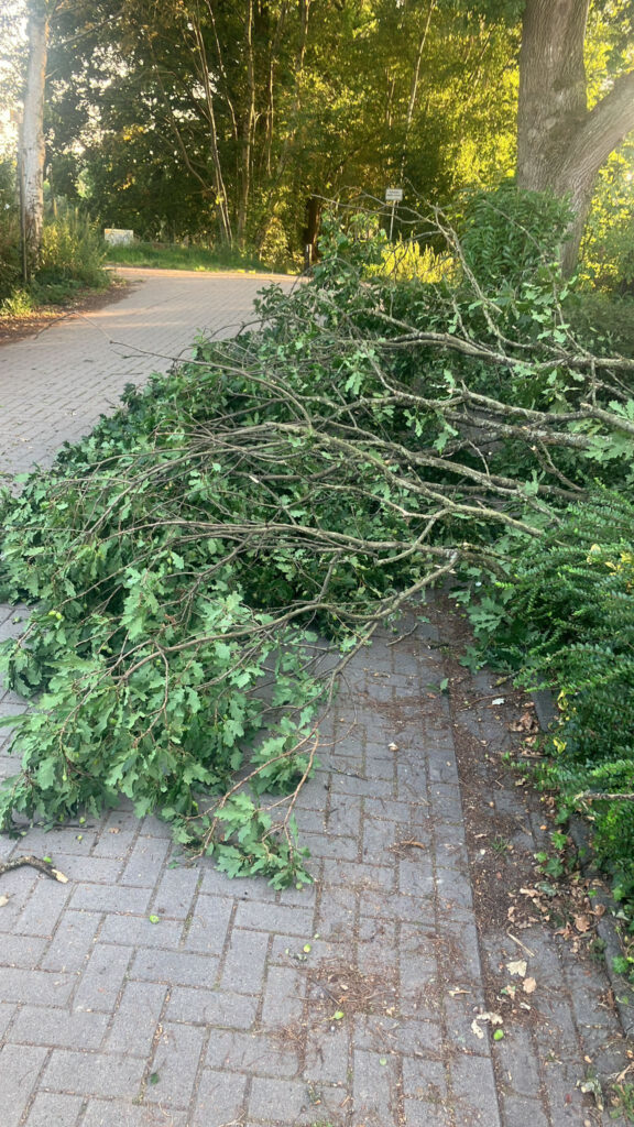 Einsatzfoto: Eichenast am Preußenweg