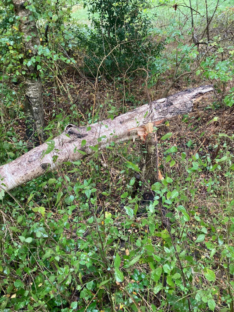 Einsatzfoto: Birke blockiert In den Späten