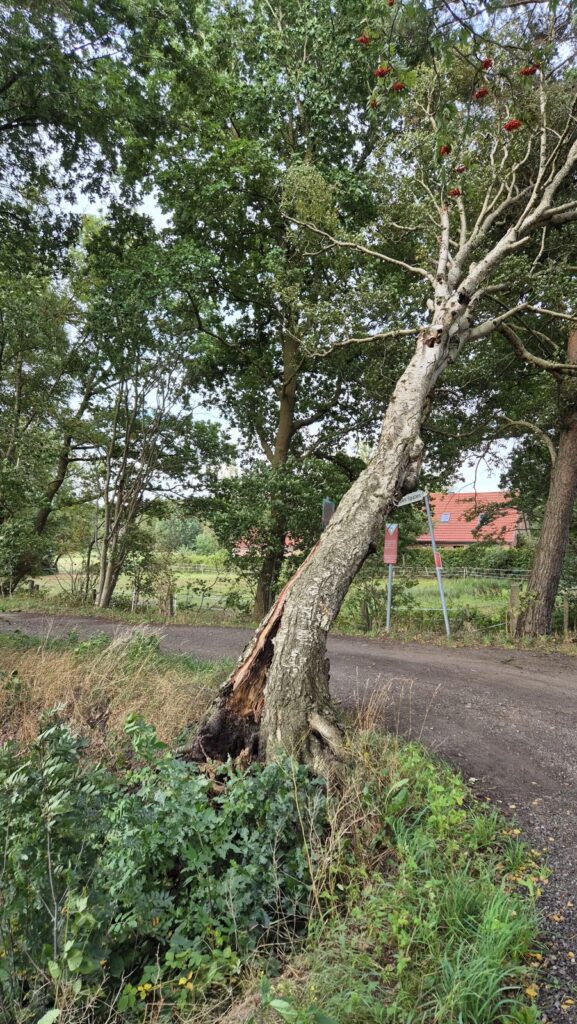 Einsatzfoto: Gerissener Baum am Hochmoorweg